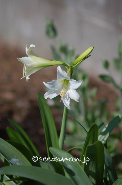 hippeastrum_SwanLake_20150503