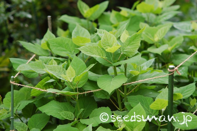 hydrangea_arborescens_Annabelle_20150507