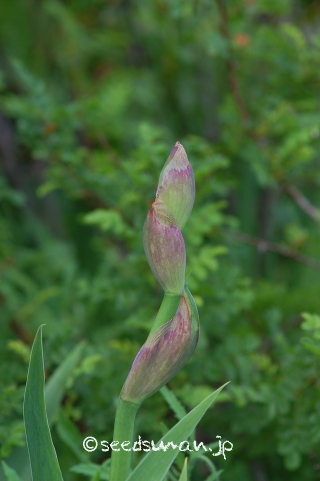 iris_hyb_BeforetheStorm_20150508
