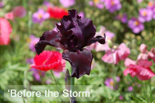 iris_hyb_BeforetheStorm_20150515_1