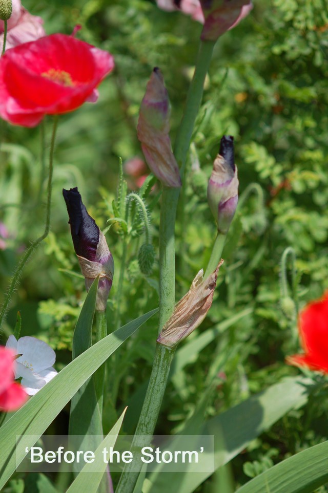 iris_hyb_BeforetheStorm_20150515_2