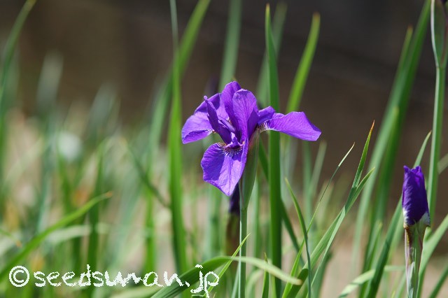 iris_sanguinea_20150502