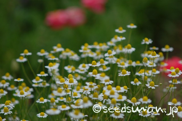 matricaria_chamomilla_20150509