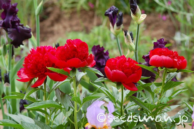 paeonia_RedCharm_20150508