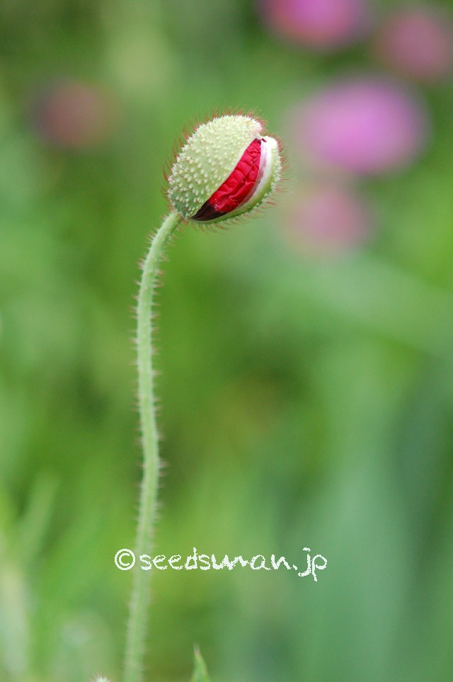 papaver_rhoeas_EngelsChoir_20150505_1