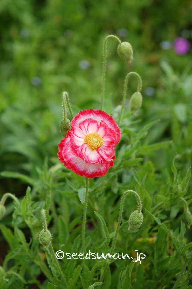 papaver_rhoeas_EngelsChoir_20150505_2