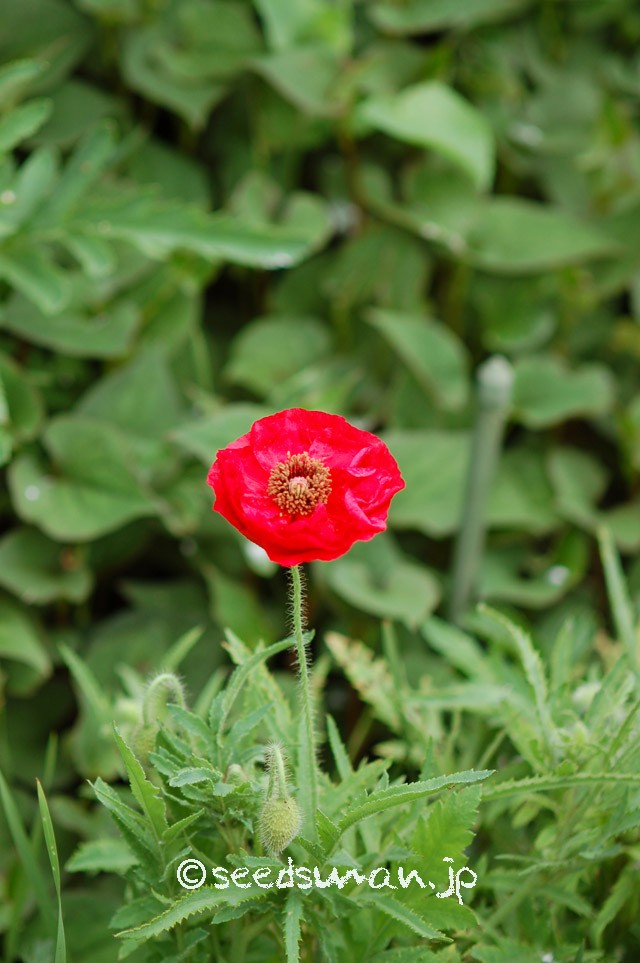 papaver_rhoeas_EngelsChoir_20150505_3