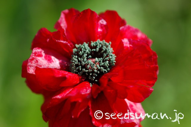 papaver_rhoeas_EngelsChoir_20150506_1