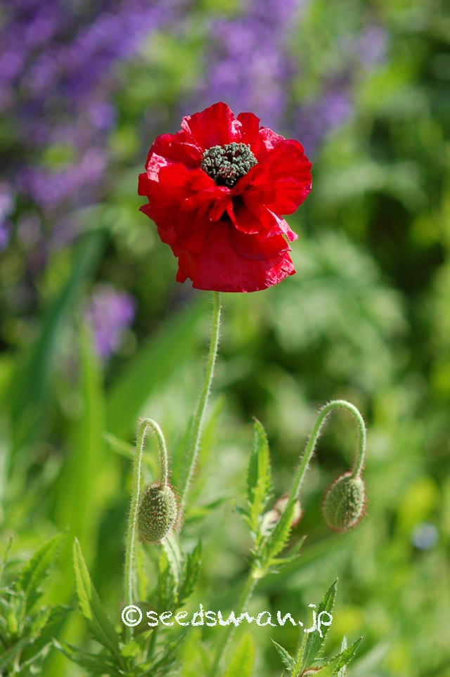 papaver_rhoeas_EngelsChoir_20150506_2