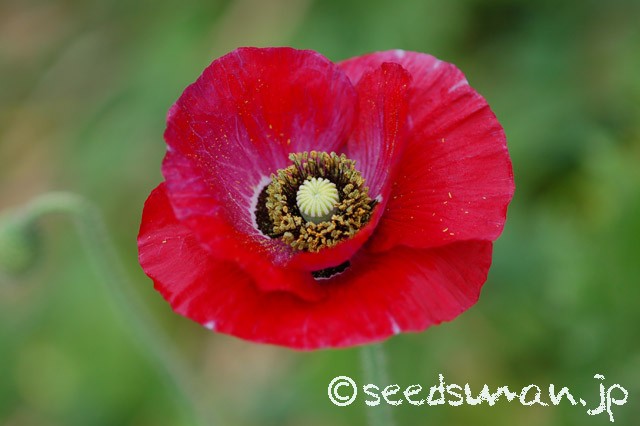 papaver_rhoeas_EngelsChoir_20150508_1