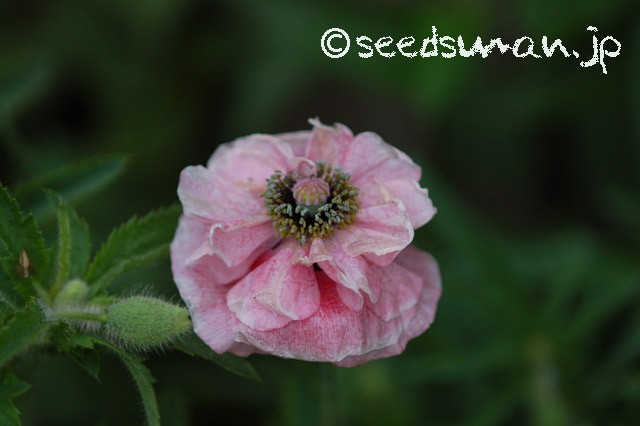 papaver_rhoeas_EngelsChoir_20150508_2