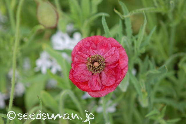 papaver_rhoeas_EngelsChoir_20150512_1