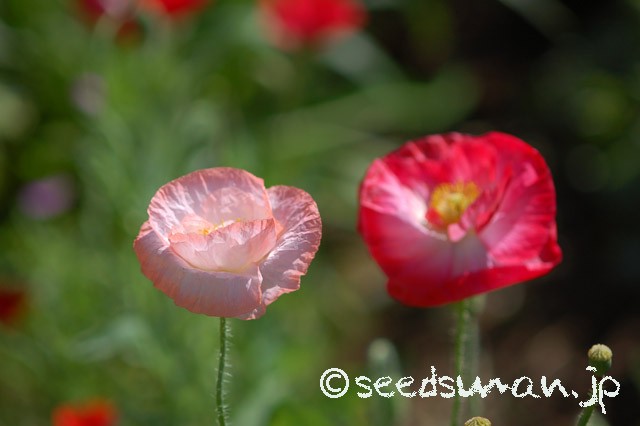 papaver_rhoeas_EngelsChoir_20150513_1