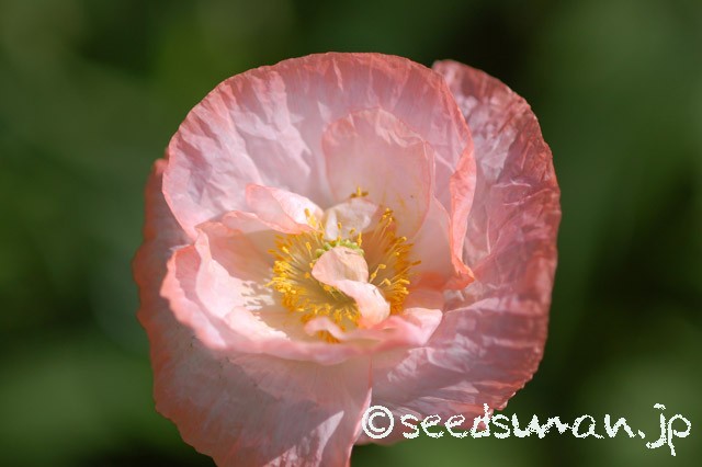 papaver_rhoeas_EngelsChoir_20150513_2