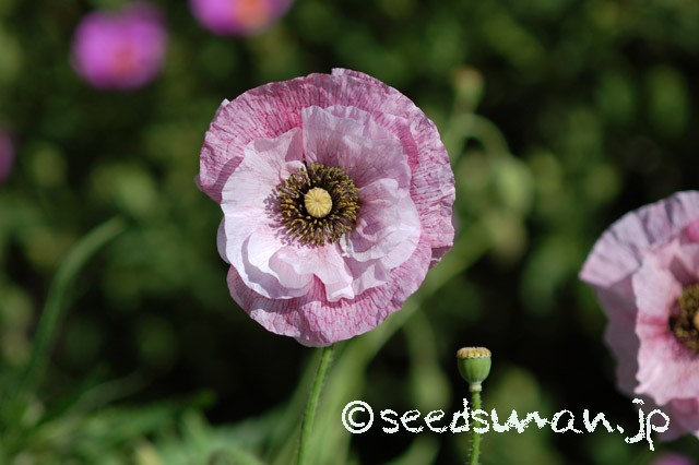 papaver_rhoeas_EngelsChoir_20150513_3