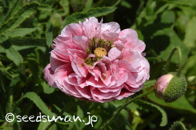 papaver_rhoeas_EngelsChoir_20150514_1