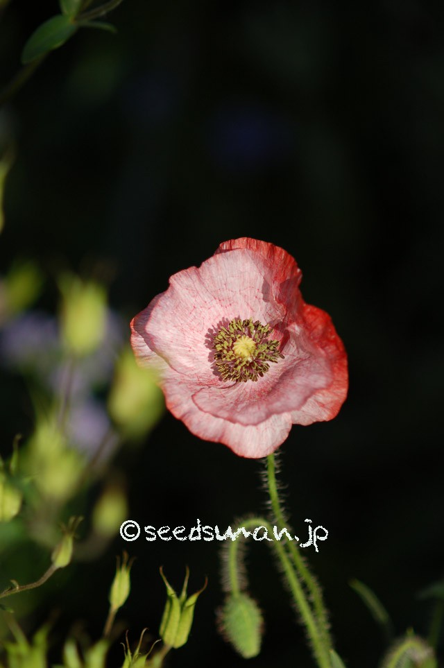 papaver_rhoeas_EngelsChoir_20150514_2