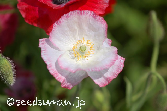 papaver_rhoeas_EngelsChoir_20150515_2