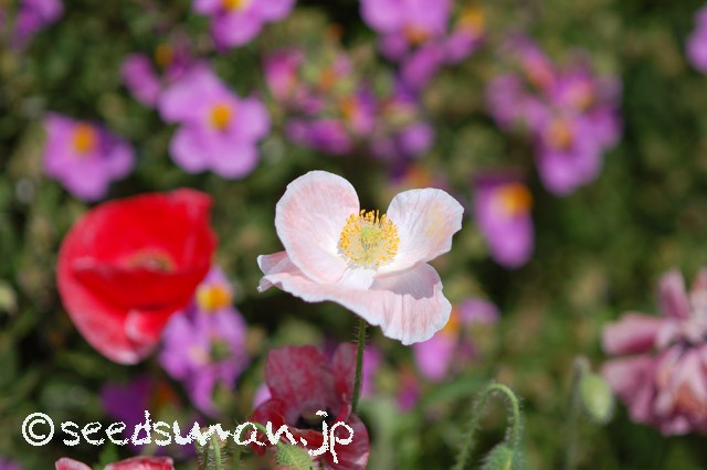 papaver_rhoeas_EngelsChoir_20150515_3