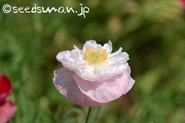 papaver_rhoeas_EngelsChoir_20150515_4