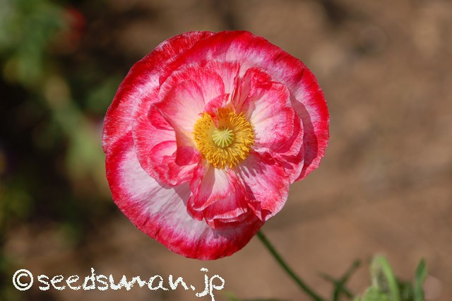 papaver_rhoeas_EngelsChoir_20150515_5