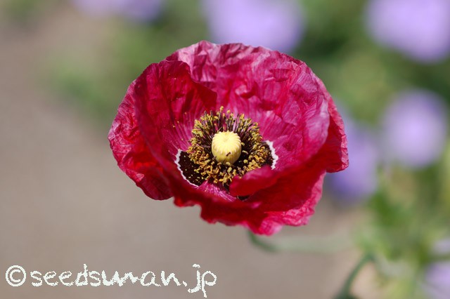 papaver_rhoeas_EngelsChoir_20150515_6
