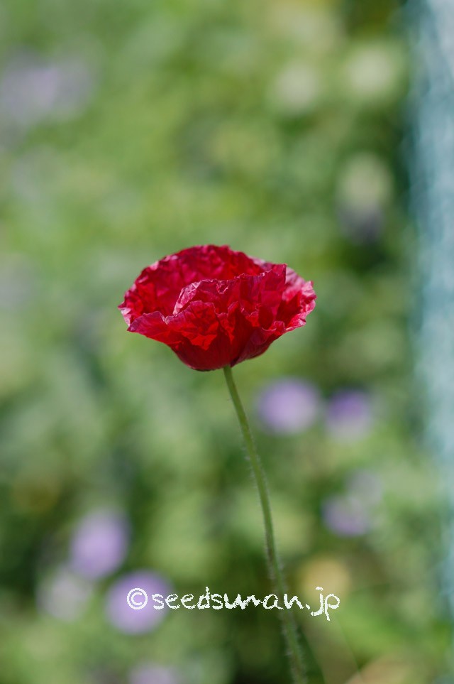 papaver_rhoeas_EngelsChoir_20150515_7