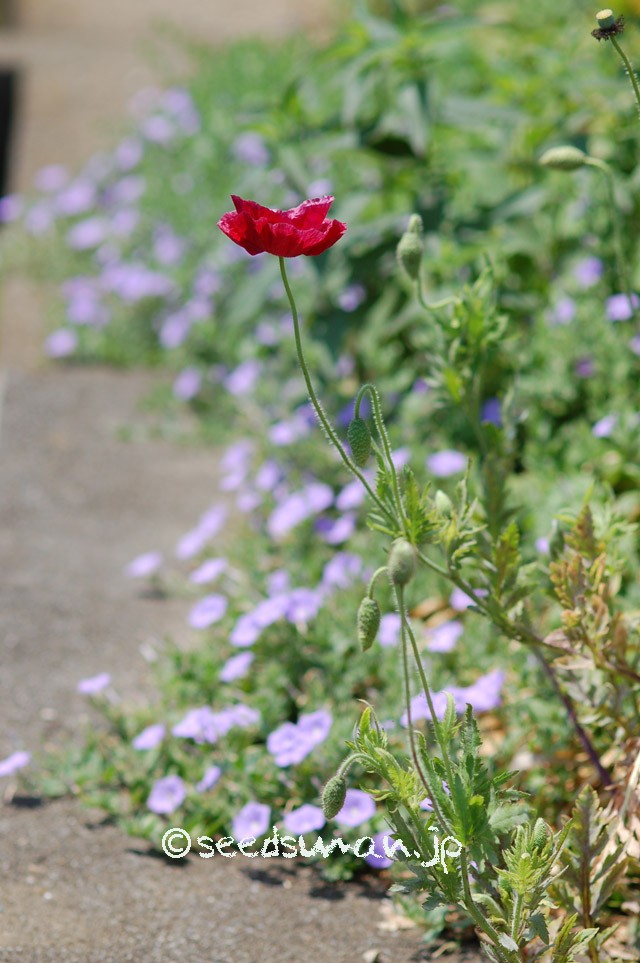 papaver_rhoeas_EngelsChoir_20150515_8