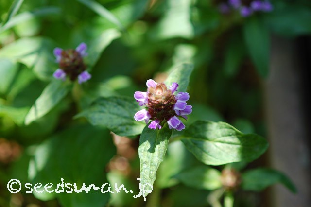prunella_vulgaris_20150515