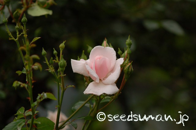 rosa_NewDawn_20150516