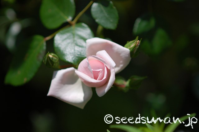 rosa_NewDawn_20150517