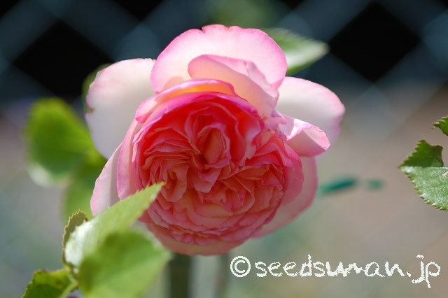rosa_PierredeRonsard_20150515