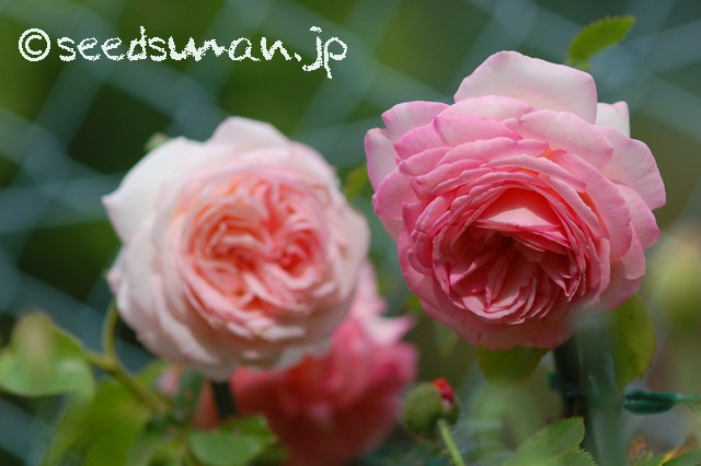 rosa_PierredeRonsard_20150516
