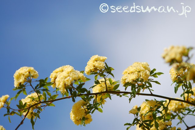 rosa_banksiae_lutea_20150503_1