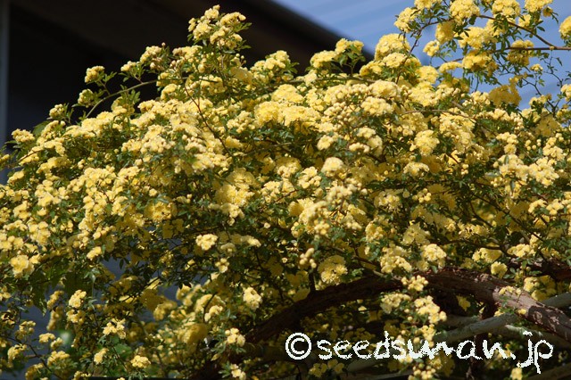 rosa_banksiae_lutea_20150503_2