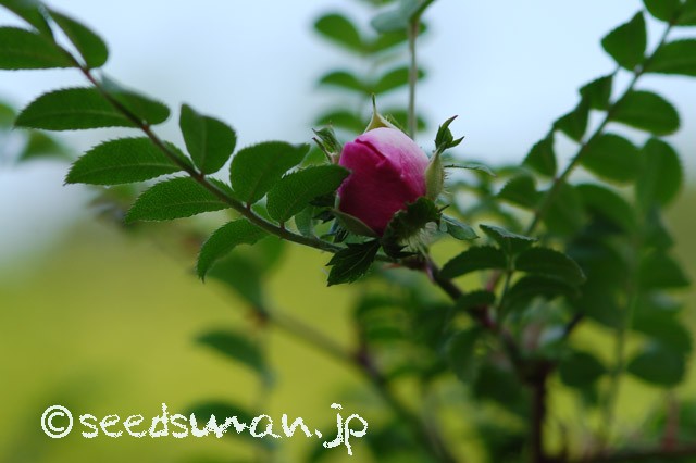 rosa_hirtula_20150508
