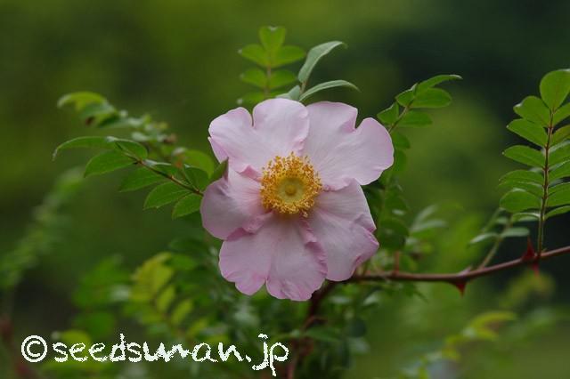 rosa_hirtula_20150509_1