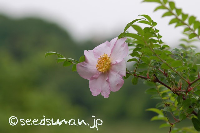 rosa_hirtula_20150509_2