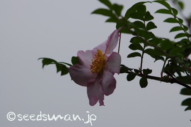 rosa_hirtula_20150509_3