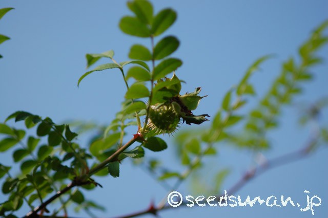 rosa_hirtula_20150531