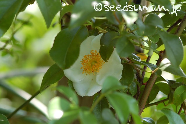 rosa_laevigata_20150502