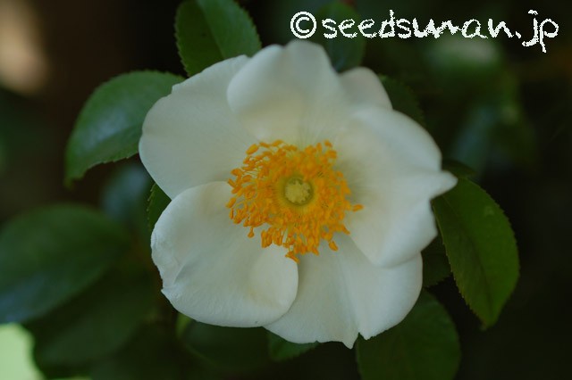 rosa_laevigata_20150503