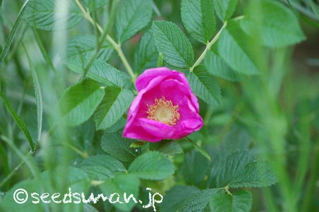 rosa_rugosa_Namiita_20150502