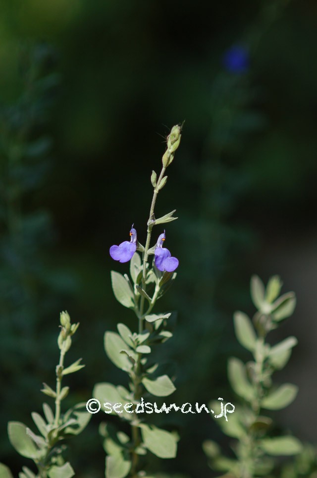 salvia_chamaedryoides_20150531