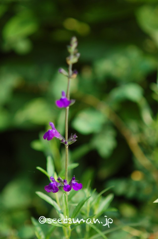 salvia_muelleri_20150517