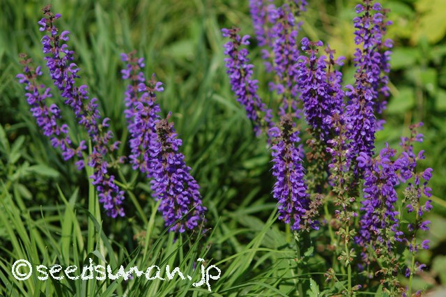 salvia_pratensis_hyb_20150503_1