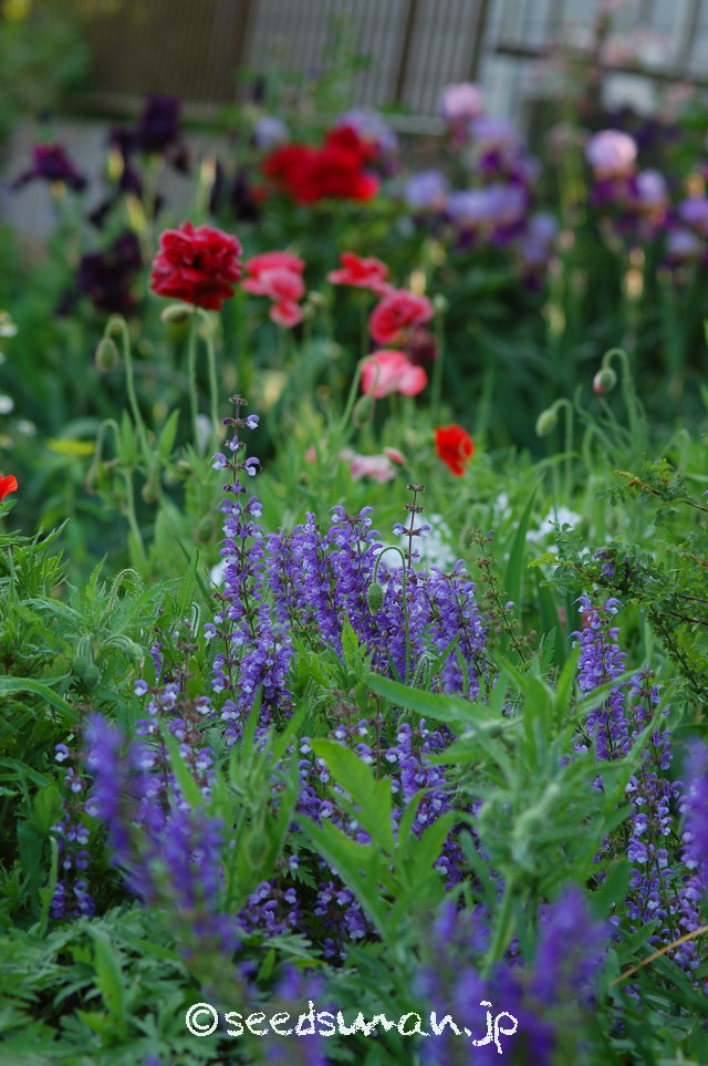 salvia_pratensis_hyb_20150508