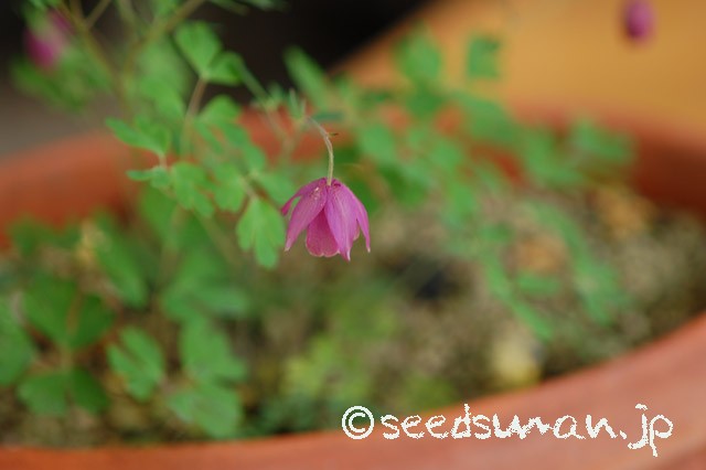 semiaquilegia_ecalcarata_20150505
