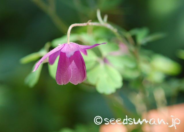 semiaquilegia_ecalcarata_20150506_1