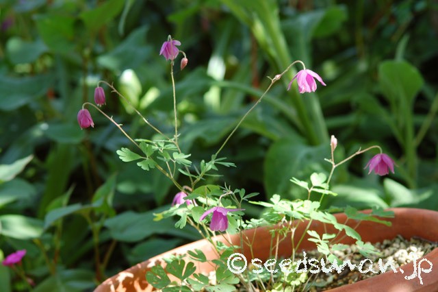 semiaquilegia_ecalcarata_20150506_2